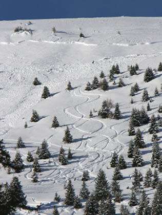 Skier Triggered Avalanche